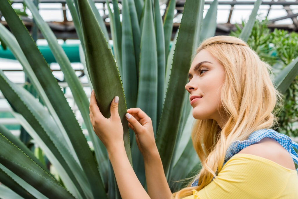 beneficios-aloe-vera