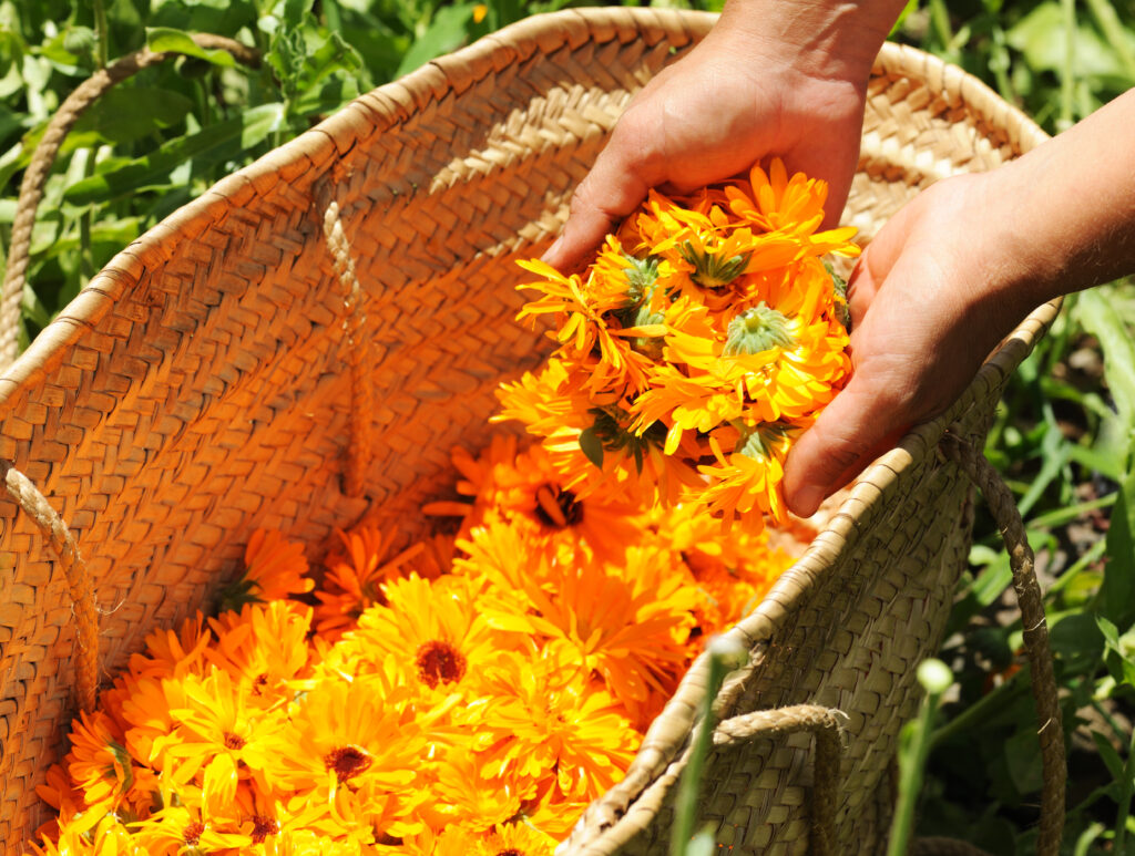 beneficios-de-la-calendula